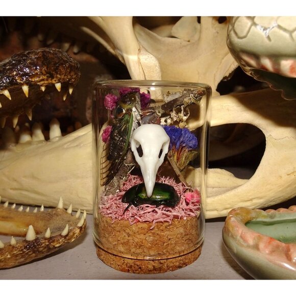 Cicada & Beetle Nature Art Oddity Jar mini vulture skull flowers goth taxidermy - Picture 7 of 10